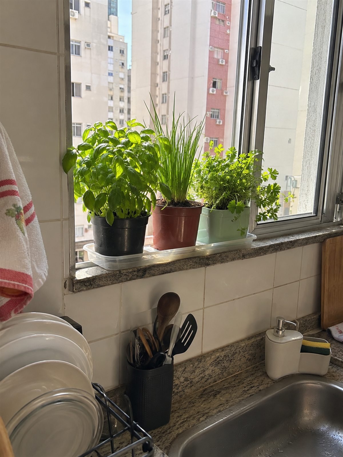 Hierbas cultivadas en la ventana de una cocina